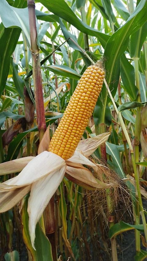 Lemken Lemken 300cm Kurzgrubber System Rabe mit Nonstopsteinsicherung Zapfwellendurchtieb Mechanische Hitch&Stützrädern