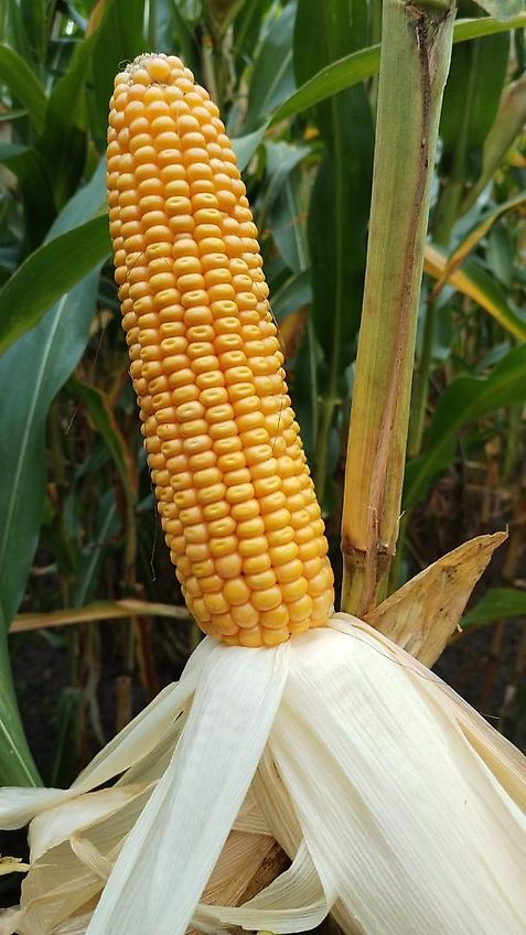 Lemken Lemken 300cm Kurzgrubber System Rabe mit Nonstopsteinsicherung Zapfwellendurchtieb Mechanische Hitch&Stützrädern