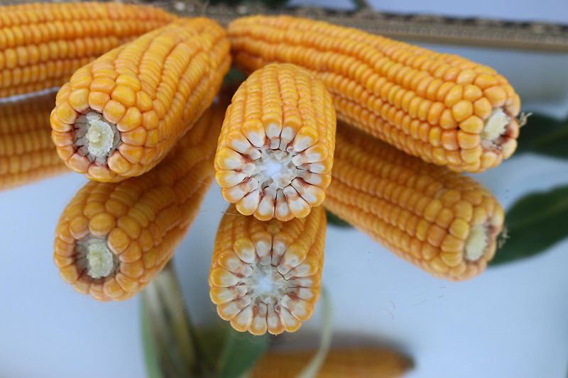 Lemken Lemken 300cm Kurzgrubber System Rabe mit Nonstopsteinsicherung Zapfwellendurchtieb Mechanische Hitch&Stützrädern