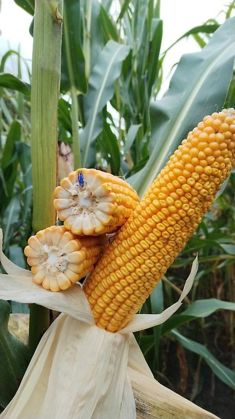 Amazone Amazone D9 Drillkasten mit Getriebe 30 Reihig Ideal für Engsaat oder für Spezialanwendungen Orginal Amazone D7 Drillkasten Spezialanfertigung mit 30 Ausläufen