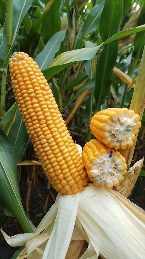 Amazone Amazone D9 Drillkasten mit Getriebe 30 Reihig Ideal für Engsaat oder für Spezialanwendungen Orginal Amazone D7 Drillkasten Spezialanfertigung mit 30 Ausläufen