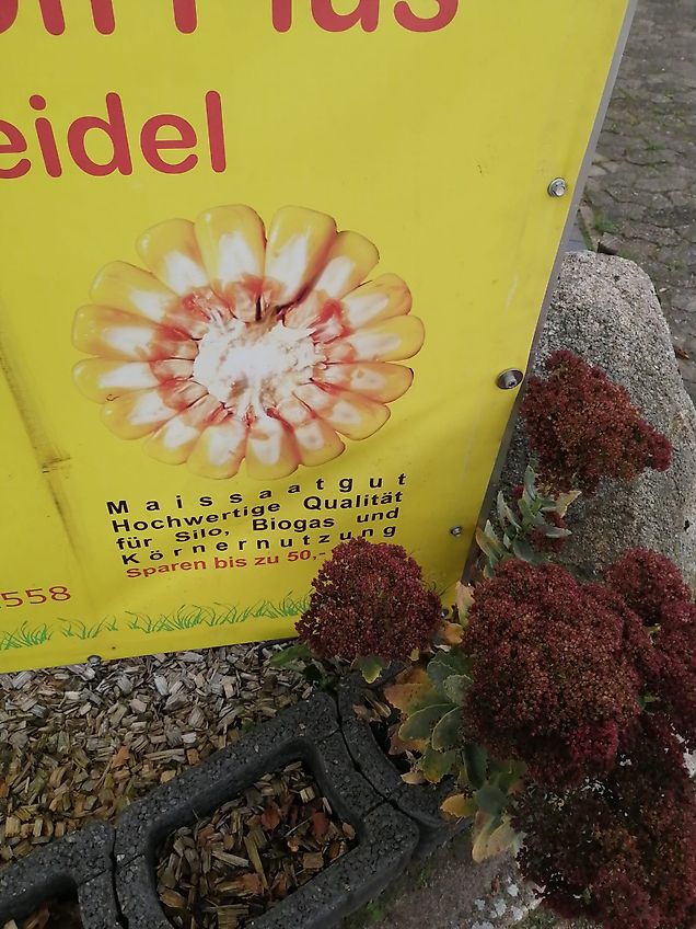 Howard Howard Kurzgrubber 3m Frontgrubber Vorbaugrubber 8 Gechraubte Stiele Luftbereifte Stützräder Neulackierung Kongskilde Grübber 6 Stiel Stützräder Zapfwellendurchtrieb Kein Amazone TL Lemken